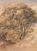 The Willow Samuel Palmer